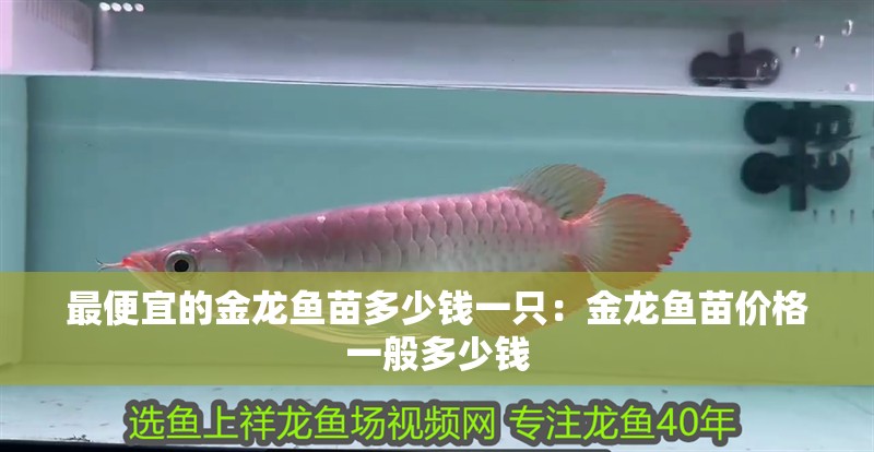 最便宜的金龍魚苗多少錢一只：金龍魚苗價格一般多少錢