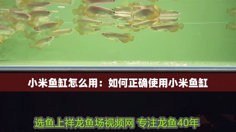 魚缸用增氧泵價格是多少:魚缸增氧機-xtrac增氧機-xtrac增氧機 小米魚缸怎么用:如何正確使用小米魚缸 魚缸百科 小米魚缸怎么用:如何正確使用小米魚缸 小米魚缸怎么用:如何正確使用小米魚缸 魚缸百科