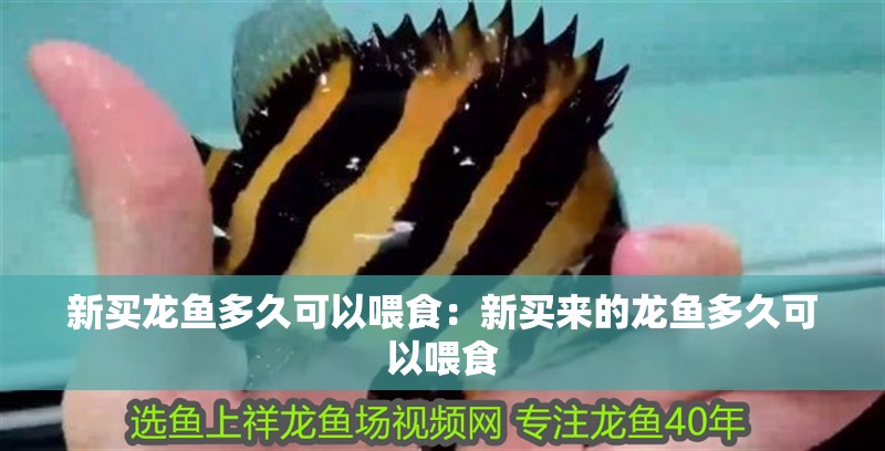 新買龍魚多久可以喂食：新買來的龍魚多久可以喂食