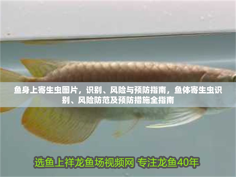 魚身上寄生蟲圖片，識別、風(fēng)險(xiǎn)與預(yù)防指南，魚體寄生蟲識別、風(fēng)險(xiǎn)防范及預(yù)防措施全指南