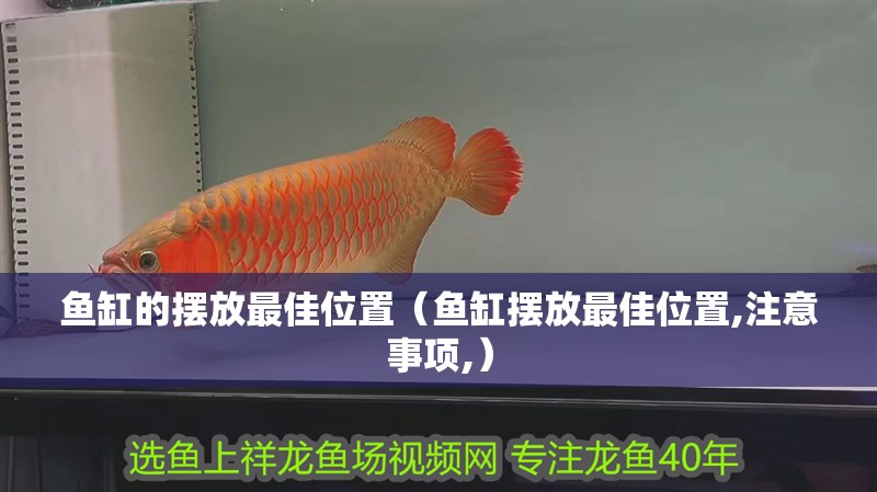 魚缸的擺放最佳位置（魚缸擺放最佳位置,注意事項,）