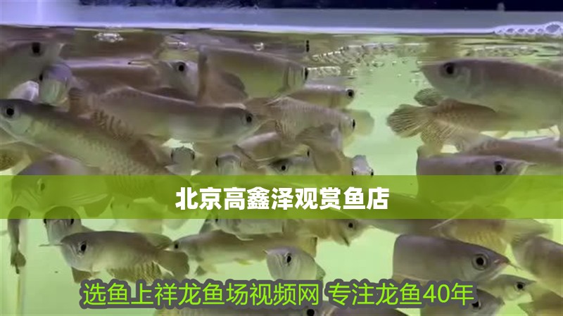 北京高鑫澤觀賞魚店 北京高鑫澤觀賞魚店 全國水族館企業名錄