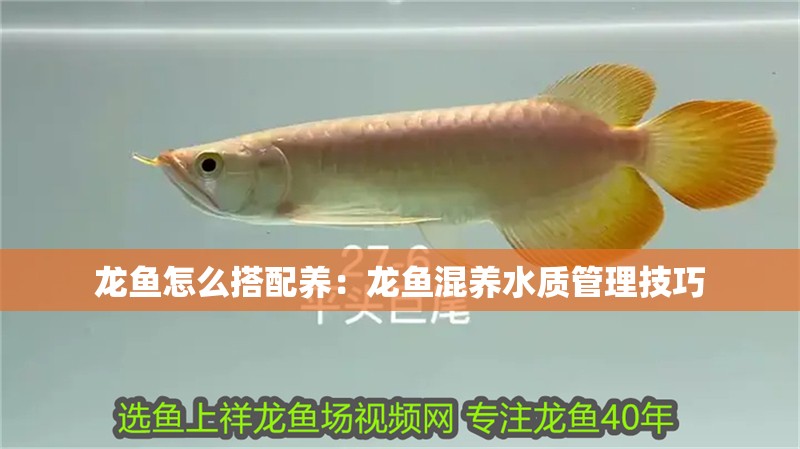 龍魚怎么搭配養：龍魚混養水質管理技巧