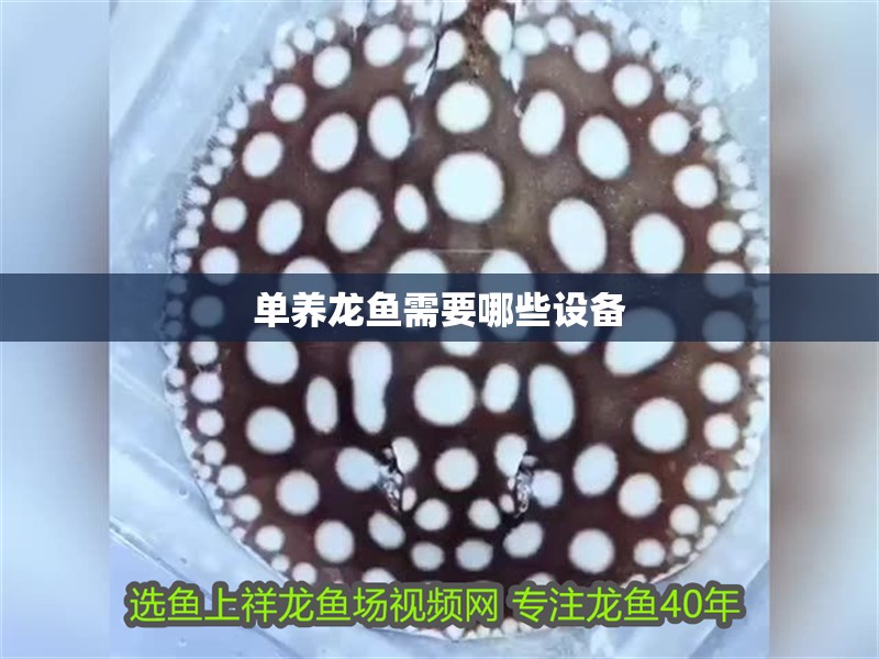 單養(yǎng)龍魚(yú)需要哪些設(shè)備 單養(yǎng)龍魚(yú)需要哪些設(shè)備 龍魚(yú)百科