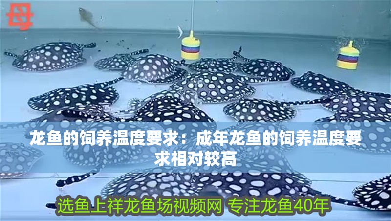 龍魚的飼養溫度要求：成年龍魚的飼養溫度要求相對較高