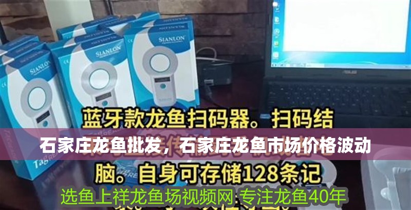 石家莊龍魚批發，石家莊龍魚市場價格波動 石家莊龍魚批發，石家莊龍魚市場價格波動 龍魚百科