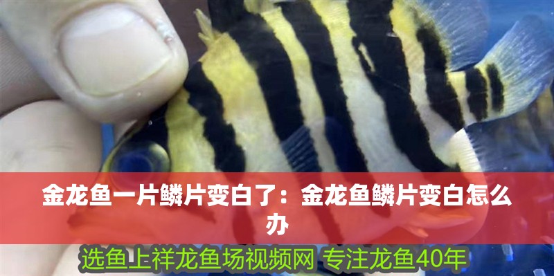 金龍魚(yú)一片鱗片變白了：金龍魚(yú)鱗片變白怎么辦