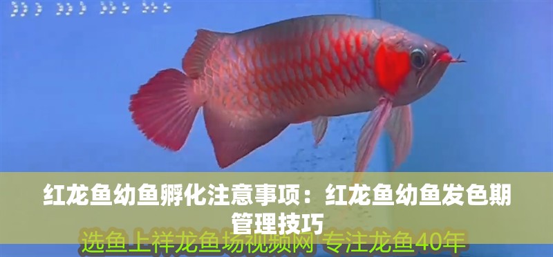 紅龍魚幼魚孵化注意事項(xiàng)：紅龍魚幼魚發(fā)色期管理技巧