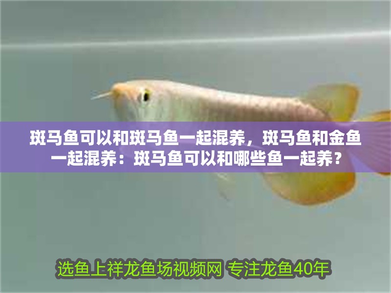 斑馬魚可以和斑馬魚一起混養(yǎng)，斑馬魚和金魚一起混養(yǎng)：斑馬魚可以和哪些魚一起養(yǎng)？