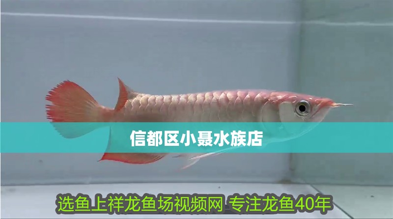 信都區(qū)小聶水族店