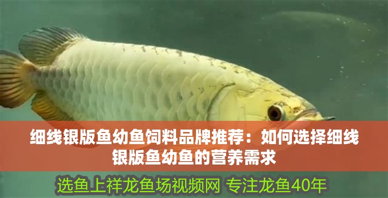 細線銀版魚幼魚飼料品牌推薦：如何選擇細線銀版魚幼魚的營養需求