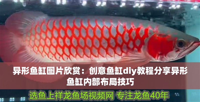 異形魚缸圖片欣賞：創意魚缸diy教程分享異形魚缸內部布局技巧