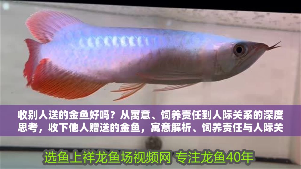 收別人送的金魚好嗎？從寓意、飼養(yǎng)責(zé)任到人際關(guān)系的深度思考，收下他人贈送的金魚，寓意解析、飼養(yǎng)責(zé)任與人際關(guān)系探討