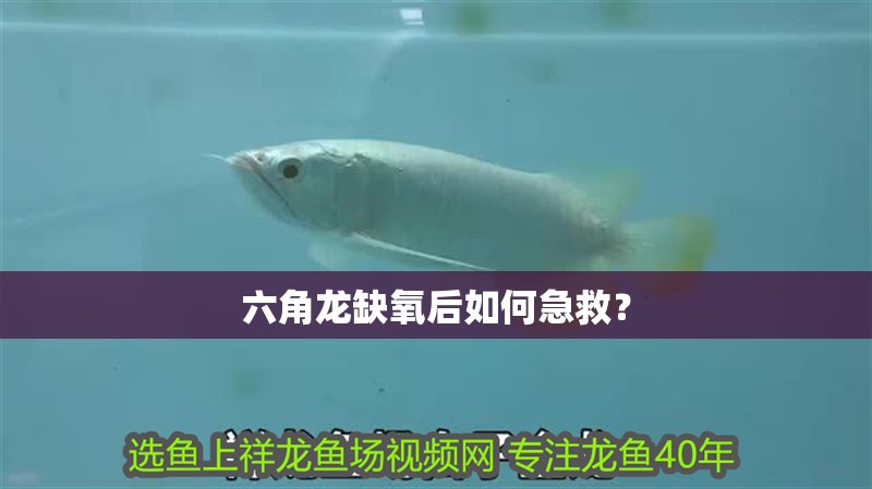 六角龍缺氧后如何急救？