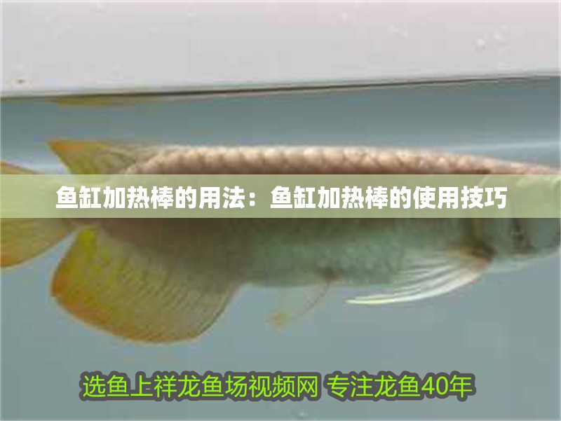 魚缸加熱棒的用法：魚缸加熱棒的使用技巧 魚缸加熱棒的用法：魚缸加熱棒的使用技巧 魚缸百科