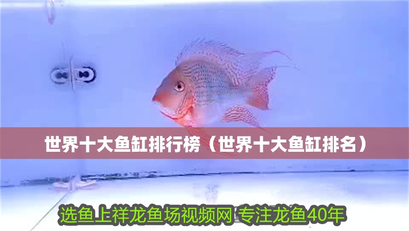世界十大魚缸排行榜（世界十大魚缸排名）