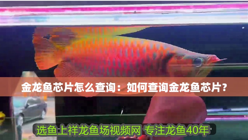 金龍魚(yú)芯片怎么查詢：如何查詢金龍魚(yú)芯片？
