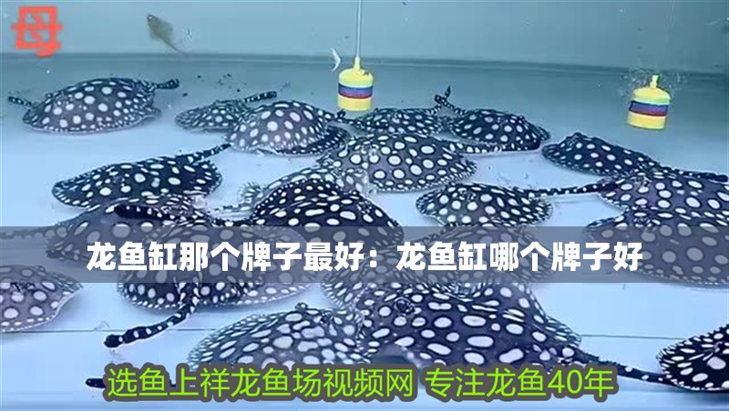 龍魚缸那個牌子最好：龍魚缸哪個牌子好