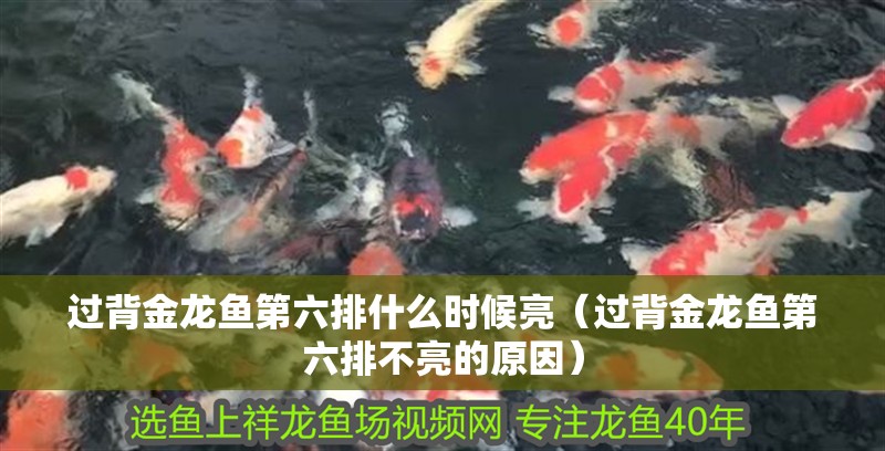 過背金龍魚第六排什么時候亮（過背金龍魚第六排不亮的原因） 過背金龍魚第六排什么時候亮（過背金龍魚第六排不亮的原因） 龍魚百科