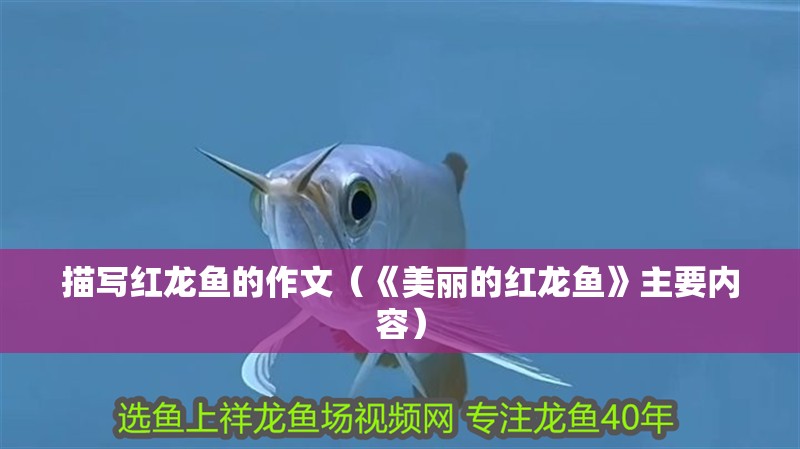 描寫紅龍魚的作文（《美麗的紅龍魚》主要內容）