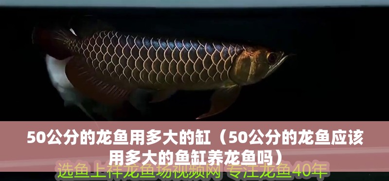 50公分的龍魚用多大的缸（50公分的龍魚應該用多大的魚缸養龍魚嗎） 50公分的龍魚用多大的缸（50公分的龍魚應該用多大的魚缸養龍魚嗎） 龍魚百科