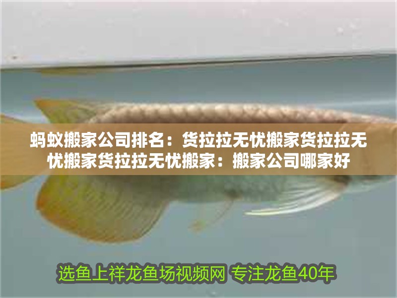 螞蟻搬家公司排名：貨拉拉無憂搬家貨拉拉無憂搬家貨拉拉無憂搬家：搬家公司哪家好