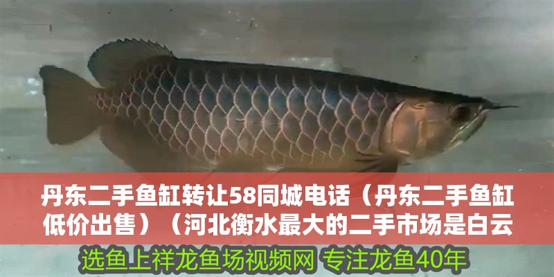 丹東二手魚缸轉讓58同城電話（丹東二手魚缸低價出售）（河北衡水最大的二手市場是<strong><mark>白云</mark></strong>二手家具市場，可乘坐28路公交車）