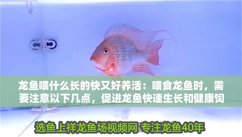 龍魚喂什么長(zhǎng)的快又好養(yǎng)活：喂食龍魚時(shí)，需要注意以下幾點(diǎn)，促進(jìn)龍魚快速生長(zhǎng)和健康飼養(yǎng)