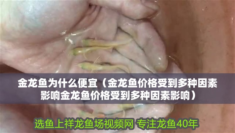 金龍魚為什么便宜（金龍魚價格受到多種因素影響金龍魚價格受到多種因素影響）