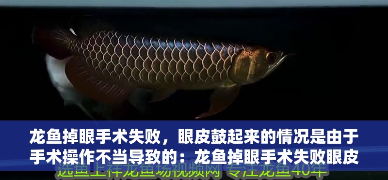 龍魚(yú)掉眼手術(shù)失敗，眼皮鼓起來(lái)的情況是由于手術(shù)操作不當(dāng)導(dǎo)致的：龍魚(yú)掉眼手術(shù)失敗眼皮鼓起來(lái)怎么辦 龍魚(yú)掉眼手術(shù)失敗，眼皮鼓起來(lái)的情況是由于手術(shù)操作不當(dāng)導(dǎo)致的：龍魚(yú)掉眼手術(shù)失敗眼皮鼓起來(lái)怎么辦 龍魚(yú)百科