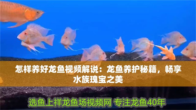怎樣養(yǎng)好龍魚視頻解說：龍魚養(yǎng)護秘籍，暢享水族瑰寶之美