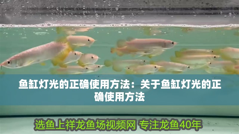 魚缸燈光的正確使用方法：關于魚缸燈光的正確使用方法