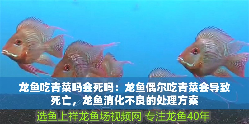 龍魚吃青菜嗎會死嗎：龍魚偶爾吃青菜會導致死亡，龍魚消化不良的處理方案