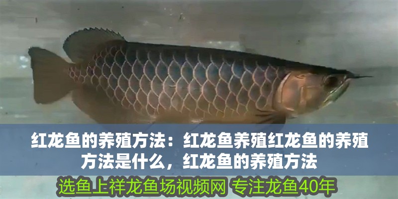 紅龍魚的養殖方法：紅龍魚養殖紅龍魚的養殖方法是什么，紅龍魚的養殖方法