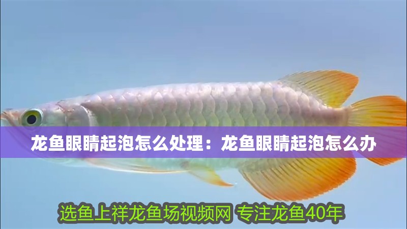 龍魚眼睛起泡怎么處理：龍魚眼睛起泡怎么辦 龍魚眼睛起泡怎么處理：龍魚眼睛起泡怎么辦 龍魚百科