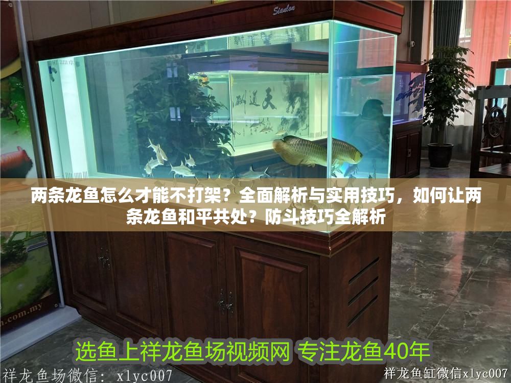兩條龍魚怎么才能不打架？全面解析與實用技巧，如何讓兩條龍魚和平共處？防斗技巧全解析