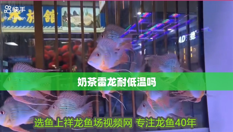 奶茶雷龍耐低溫嗎