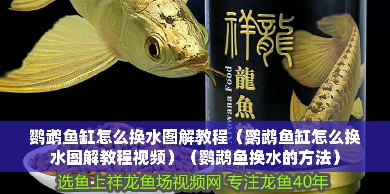 鸚鵡魚缸怎么換水圖解教程（鸚鵡魚缸怎么換水圖解教程視頻）（鸚鵡魚換水的方法）