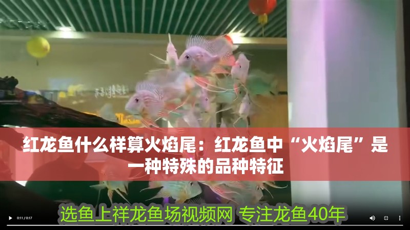 紅龍魚什么樣算火焰尾：紅龍魚中“火焰尾”是一種特殊的品種特征