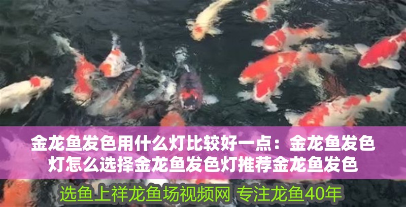 金龍魚發色用什么燈比較好一點：金龍魚發色燈怎么選擇金龍魚發色燈推薦金龍魚發色