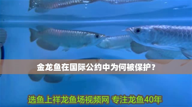 金龍魚在國際公約中為何被保護？