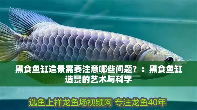黑食魚(yú)缸造景需要注意哪些問(wèn)題？：黑食魚(yú)缸造景的藝術(shù)與科學(xué)