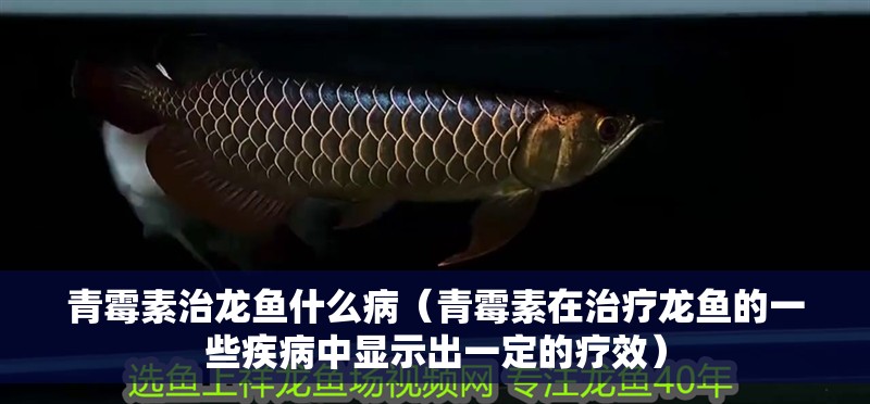 青霉素治龍魚什么病（青霉素在治療龍魚的一些疾病中顯示出一定的療效）
