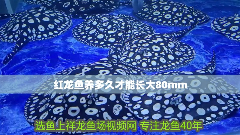 紅龍魚養多久才能長大80mm