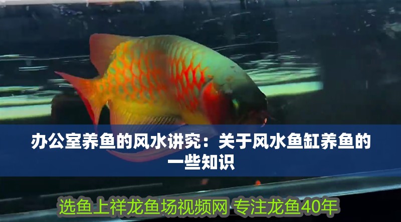 辦公室養(yǎng)魚的風(fēng)水講究：關(guān)于風(fēng)水魚缸養(yǎng)魚的一些知識(shí)