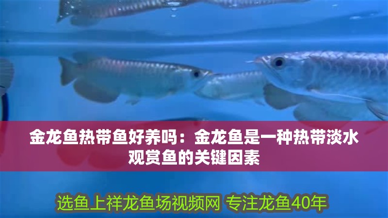 金龍魚熱帶魚好養嗎：金龍魚是一種熱帶淡水觀賞魚的關鍵因素 金龍魚熱帶魚好養嗎：金龍魚是一種熱帶淡水觀賞魚的關鍵因素 龍魚百科