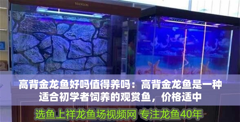 高背金龍魚好嗎值得養嗎：高背金龍魚是一種適合初學者飼養的觀賞魚，價格適中