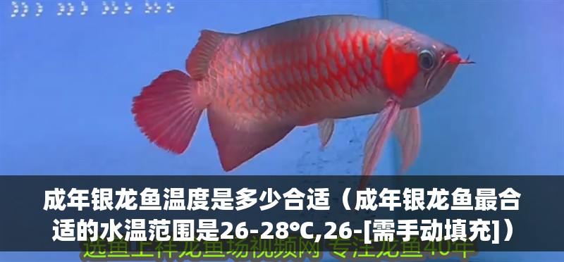 成年銀龍魚溫度是多少合適（成年銀龍魚最合適的水溫范圍是26-28℃,26-[需手動填充]）
