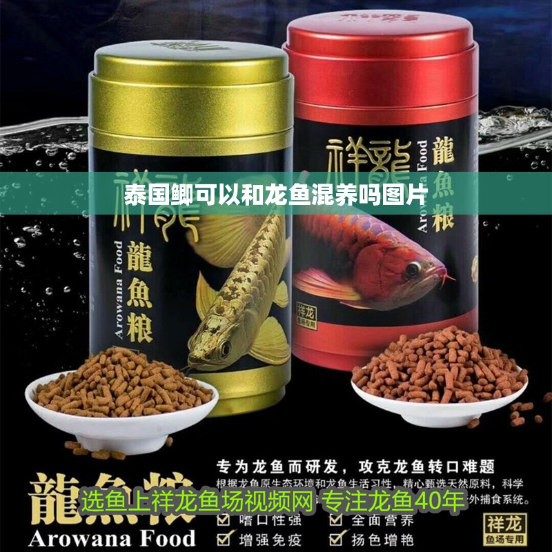 泰國鯽可以和龍魚混養嗎圖片