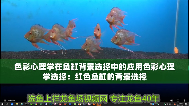 色彩心理學在魚缸背景選擇中的應用色彩心理學選擇：紅色魚缸的背景選擇 色彩心理學在魚缸背景選擇中的應用色彩心理學選擇：紅色魚缸的背景選擇 魚缸百科